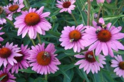 El preparado farmacéutico de echinácea se extrae de esta flor.