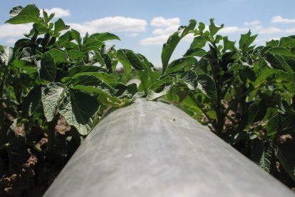 Finca de cultivo de patata en La Bañeza. DL