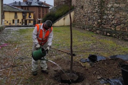 Imagen de la plantación del nuevo ciruelo en el patio. DL