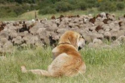 Un mastín vigila un rebaño en los pastos de la montaña leonesa.