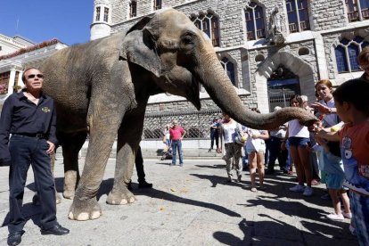 El elefante del circo Kaos esta mañana, en Botines