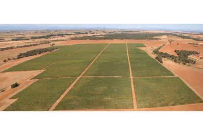 Vista aérea del impresionante viñedo que Vinos de León tiene en Valdevimbre y que rodea a la propia bodega, a la derecha.