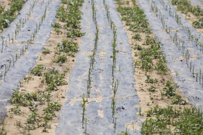 Reportaje sobre los pimientos que se han echado a perder con las tormentas en Fresno de la Vega. F. Otero Perandones.