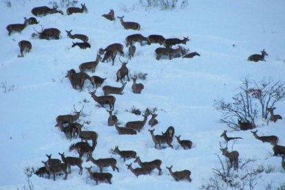 Muchos animales logran acceder a zonas estables para  sobrevivir