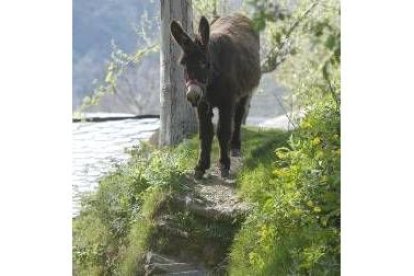 Ejemplar de burro zamorano-leonés, en Palacios de Compludo