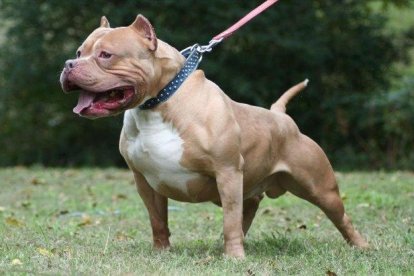 Un perro de raza Pitbull.