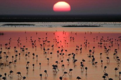 El parque de Doñana.