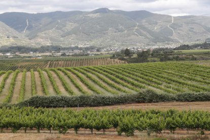 Entorno agrícola en el que se ha proyectado un parque solar. L. DE LA MATA