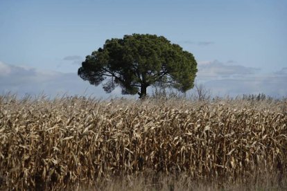 Un campo de cereal en Bercianos del Páramo.