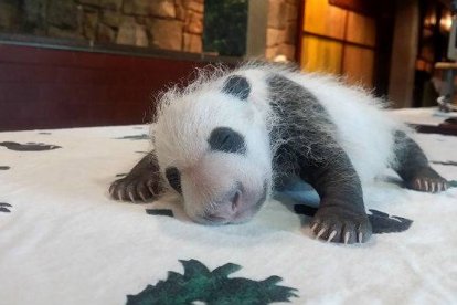 Las primeras damas de EEUU y China han bautizado como Bei bei (pequeño tesoro) a un panda gigante nacido en el zoo de Washington.