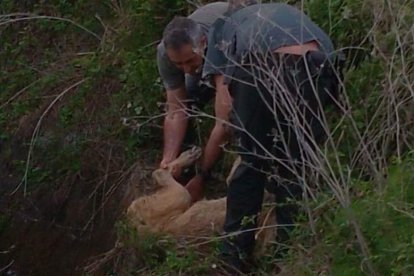 Momento en el que los agentes sacaron a la perra. DL