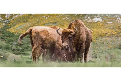 Uno de los grupos de bisontes que viven en el valle de Anciles dentro del Parque Regional Montaña de Riaño y Mampodre. RUBEN EARTH