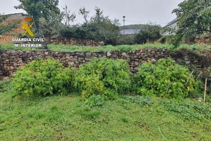 Cultivo de marihuana en Tedejo. SUBDELEGACIÓN DEL GOBIERNO