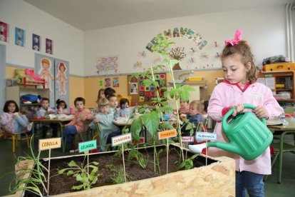 Una niña riega el minihuerto en el bancal de madera del aula con alumnado de tres y cuatro años