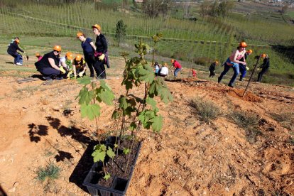 Los reforestadores noveles plantaron ayer mostajos y pradairos en 15.000 metros de terreno del Bosque de Los Barredos