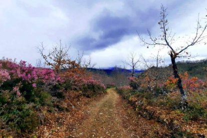 La riqueza paisajística del valle de Laciana se asienta en una biodiversidad sobresaliente. DL