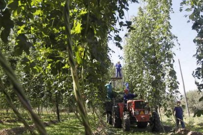 Una familia recolecta el lúpulo, el pasado verano, en las inmediaciones de Carrizo de la Ribera.