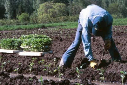 Imagen de archivo de una explotación agraria. DL