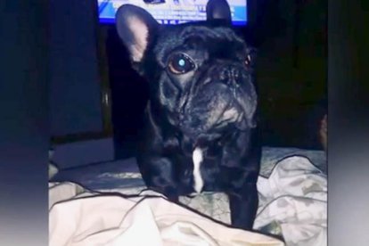 Kokito, el cachorro bulldog francés que ha fallecido durante un vuelo de United Airlines.