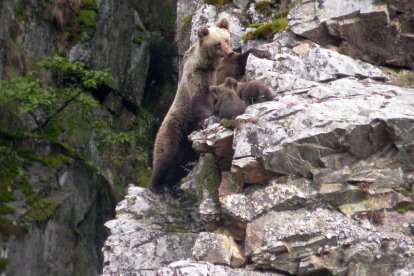 Una osa con sus crías en un paraje de la cordillera. FOP