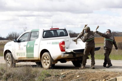 Dos agentes forestales trasladan un corzo atropellado en una carretera de la provincia. MARCIANO PÉREZ