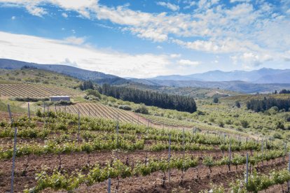 El Bierzo está promocionando el enoturismo. DL