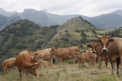 Un rebaño de vacas pasta en un monte de Paradilla de Gordón. JESÚS F. SALVADORES