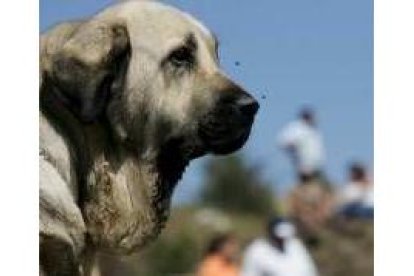 Mastín concursante en la prueba del campeonato de León celebrado en agosto en San Emiliano