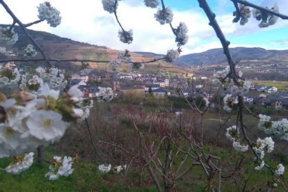 Imagen de los cerezos de Corullón