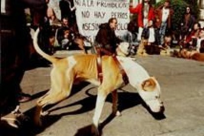 Los ataques realizados por los perros pitbull se vienen produciendo desde hace varios meses