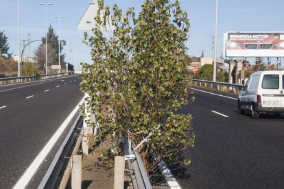 Imagen de uno de los árboles atados a la bionda de la mediana. F. OTERO PERANDONES