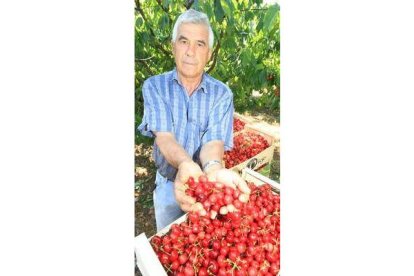 Manuel Asenjo con las cerezas recolectadas de manera tradicional en sus terrenos.