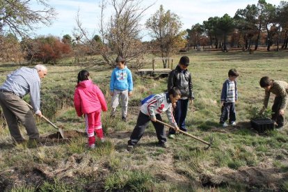 Los escolares participan en la plantación de abedules y robles.