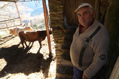 El ganadero de 65 años Sergio Cela, último habitante de Quintela, ayer en uno de los establos del pueblo donde guarda sus vacas y terneros. Derecha, el iluminador Alex Sandes. L. DE LA MATA