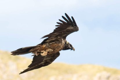 Uno de los ejemplares reintroducidos en el Parque Nacional en los últimos años. EFE / FCQ