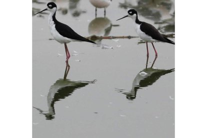 Aves sobre aguas superficiales. efe