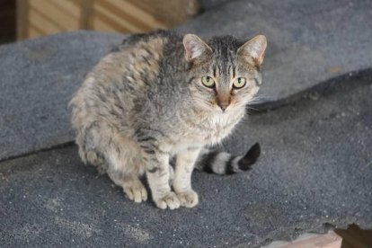 Un gato callejero en León. J. NOTARIO