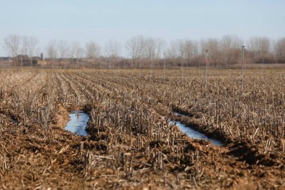 Fincas de maíz en los alrededores de Fontecha del Páramo. FERNANDO OTERO