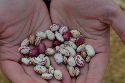 El cultivo de leguminosas aporta muchos beneficios al campo. DL