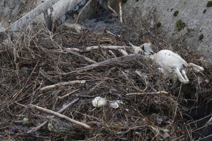 Restos de un animal entre la maleza atascada en una trampilla. RAMIRO