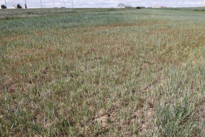 Campos de cultivo afectados por la sequía. CONCHA ORTEGA