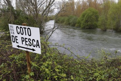 La temporada de pesca en los ríos de la provincia leonesa levantará el telón el 30 de marzo. RAMIRO