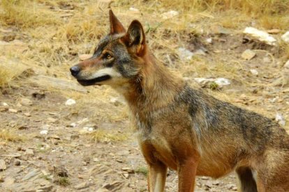 Algunos tienen un valor tan alto de endogamia con sus padres que podrían ser hermanos. CSIC