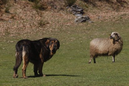 Los controles poblacionales del lobo se suspendieron en León en septiembre de 2021. JESÚS F. SALVADORES