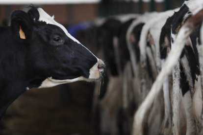 El sector de la ganadería de leche plantea serios riesgos de supervivencia en la provincia. JESÚS F. SALVADORES