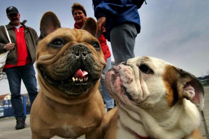 Unas personas pasean con sus perros buldogs en un parque natural cerca de Sint Maartensdijk en Holanda.