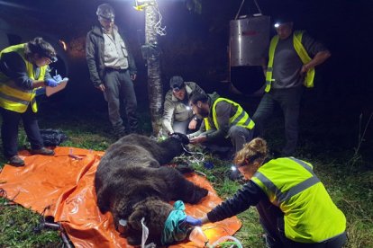 Radiomarcaje de osos pardos en León.