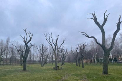 Parque de la Eragudina de Astorga después de los trabajos de poda.