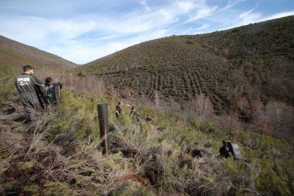 Vista de la superficie replantada en monte de Susañe del Sil.