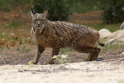 Fotografía de archivo de un lince ibérico procedente de un centro de cría.